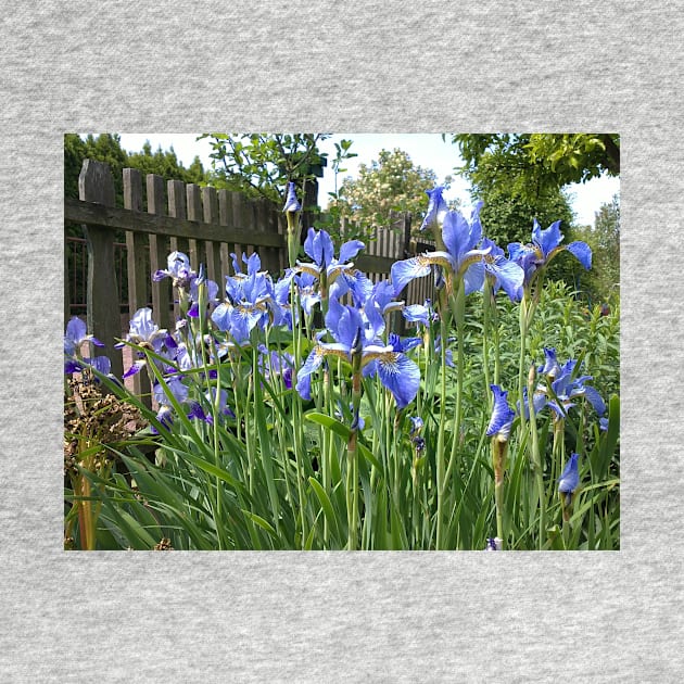 Iris at the garden fence by Gourmetkater